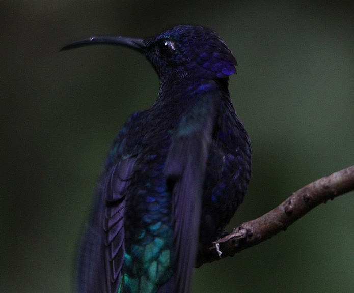 Violet Sabrewing 3786.JPG