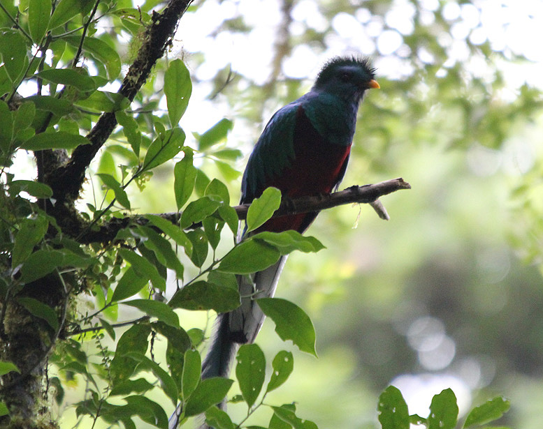 Resplendant Quetzal 3843.JPG