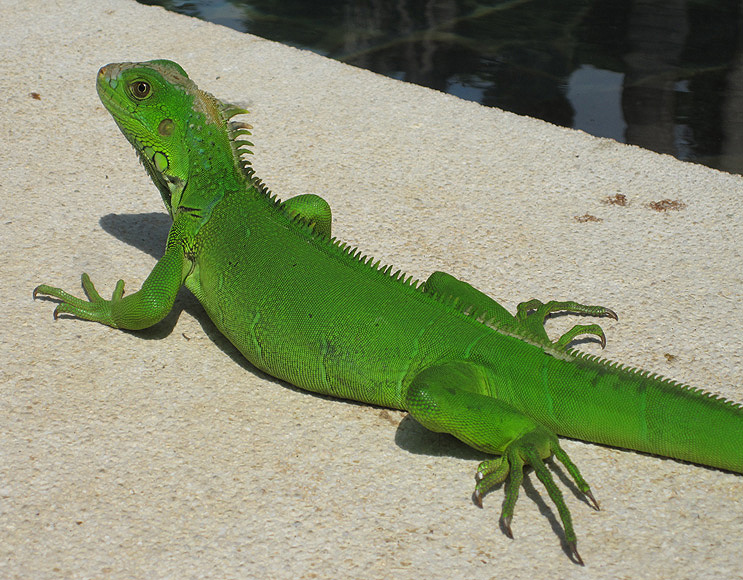 Iguana 0640.JPG