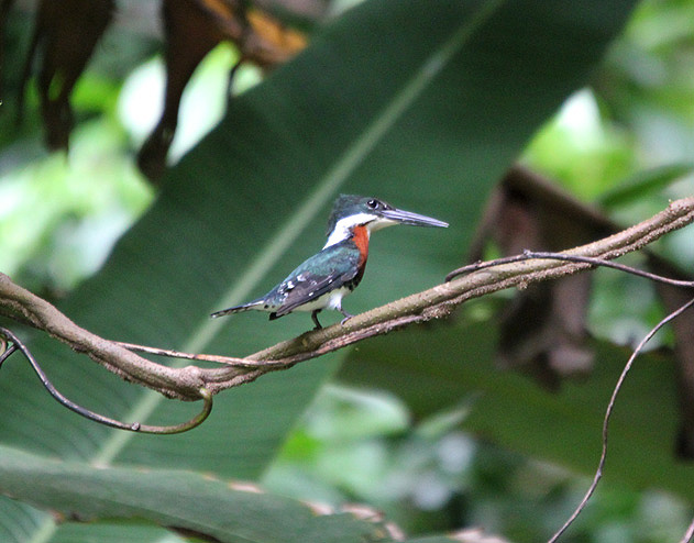Green Kingfisher 4577.JPG