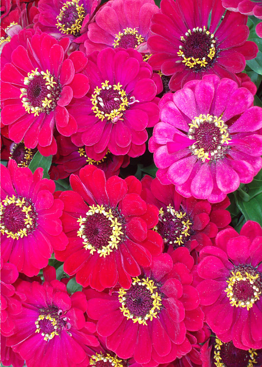 Pink Zinnias