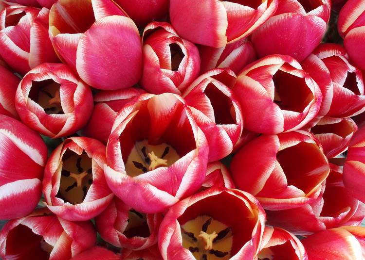 Market Tulips