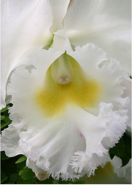 17 White Orchid 2