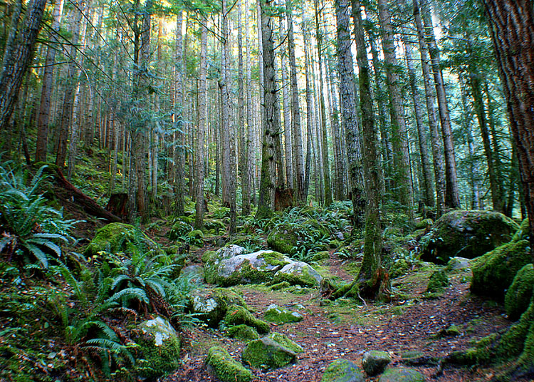 55 Light over Forest Clearing 2