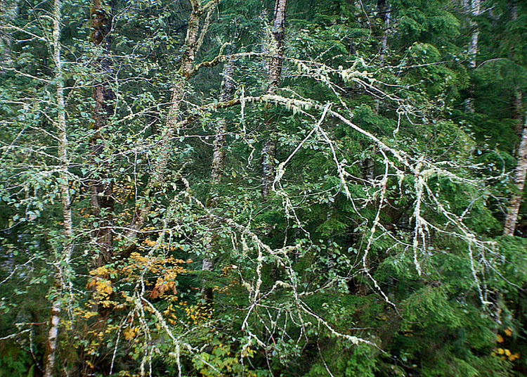 47 Lichen Branches
