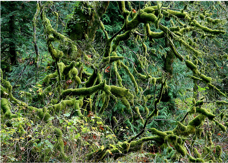 46 Mossy Branches