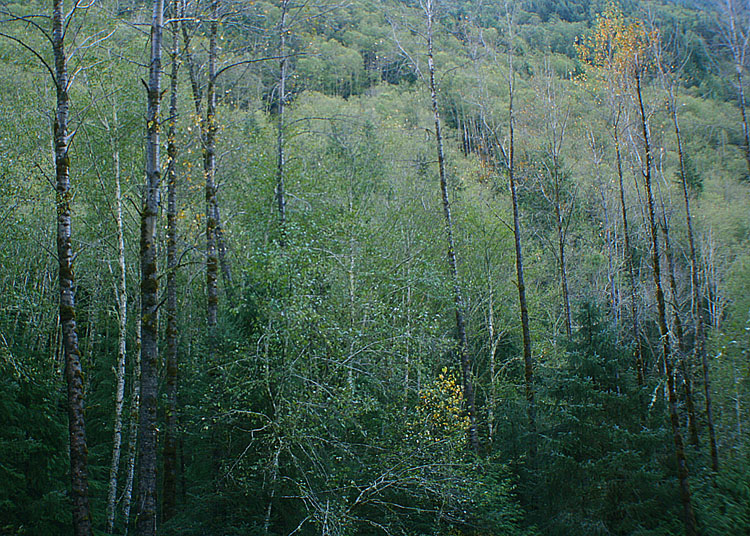 25 Forest Hillside