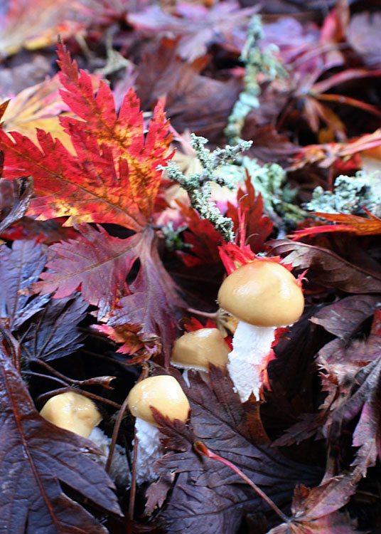 Mushrooms in Maple Leaves