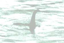 nessie.jpg