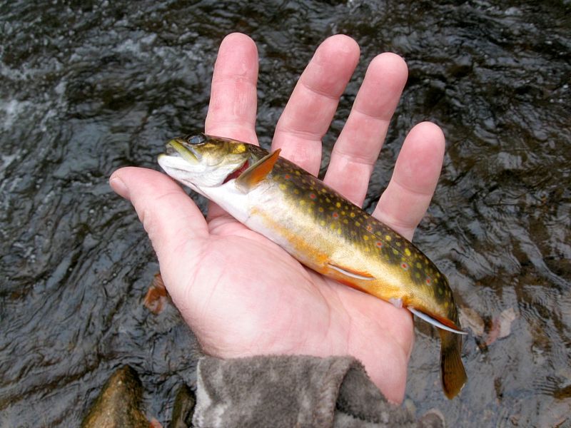 Brook Trout