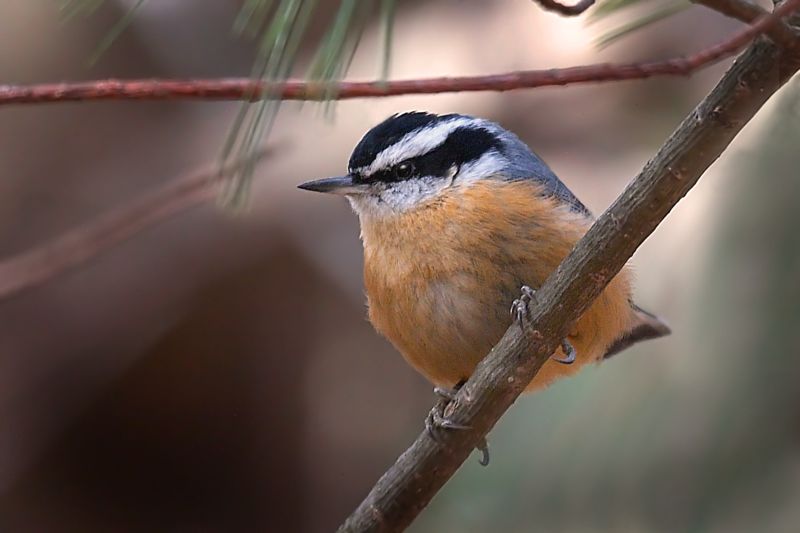 Red-breasted Nuthatch