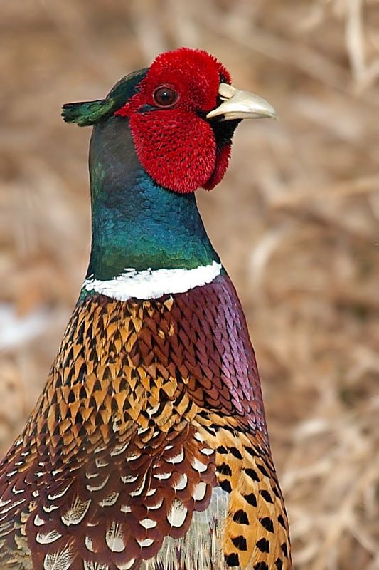 Ringneck Pheasant photo 