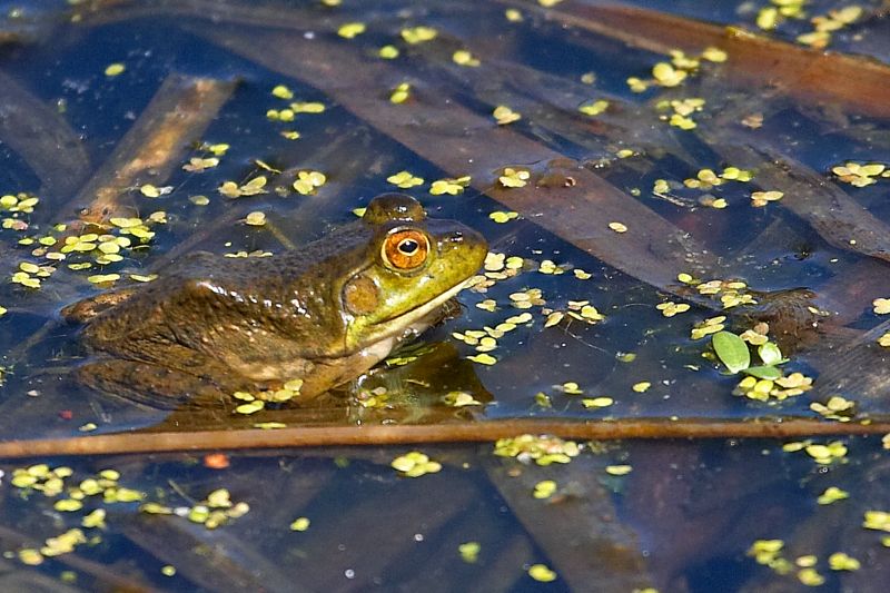 Frog and Duckweed