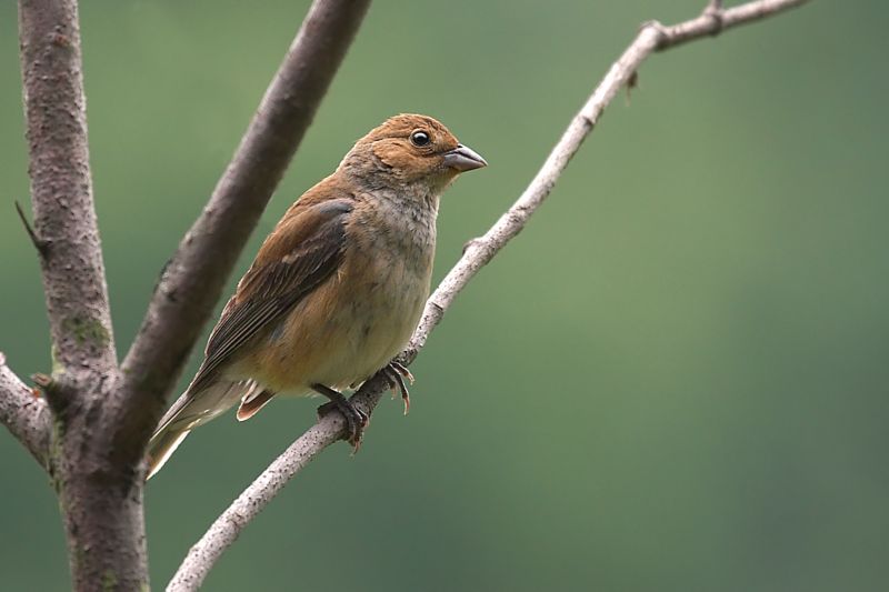 Female Indigo Bunting