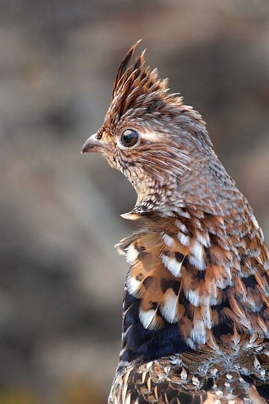 Ruffed Grouse