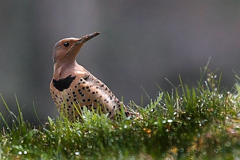 Northern Flicker