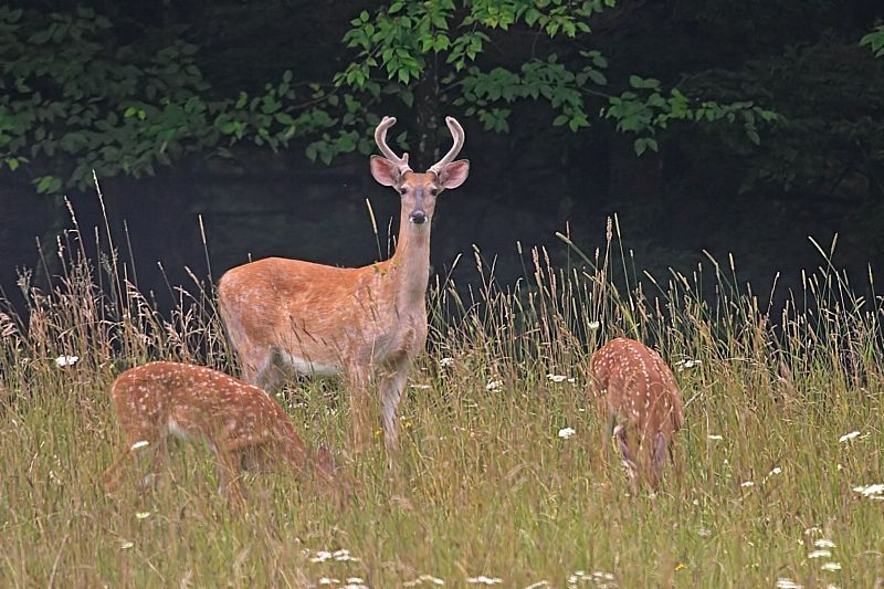 Buck and Fawns