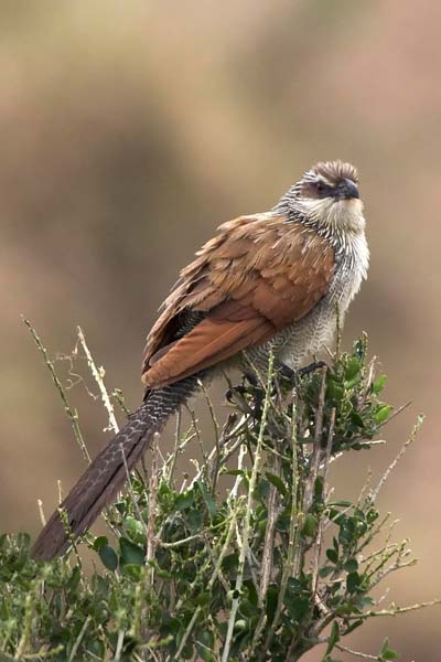 White-Browed Coucal