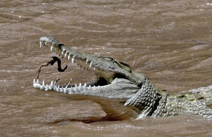 Croc snack