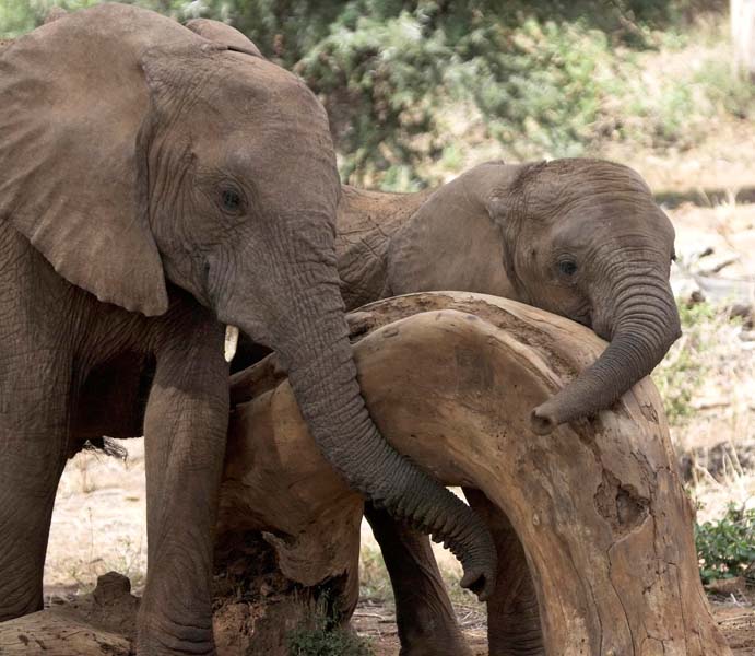 Elephant family at scratching post