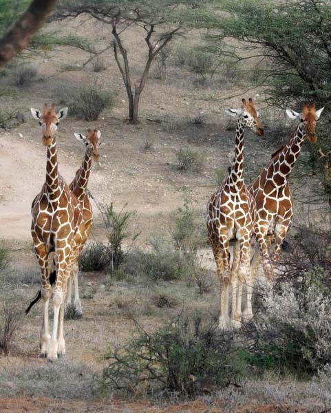 Four giraffes