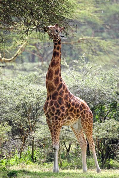 Tall portrait