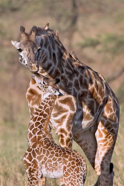 Giraffe and mom
