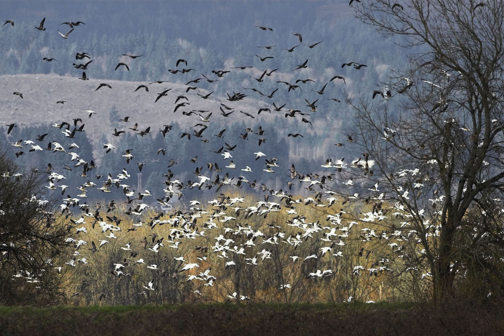 Geese fleeing offstage eagle