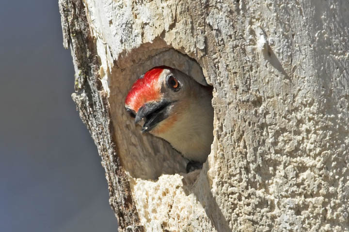 Red-Bellied Woodpecker, nest construction