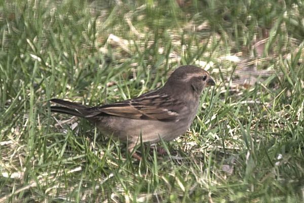 Female House Sparrow