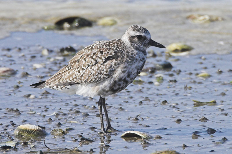 Black-bellied Plover