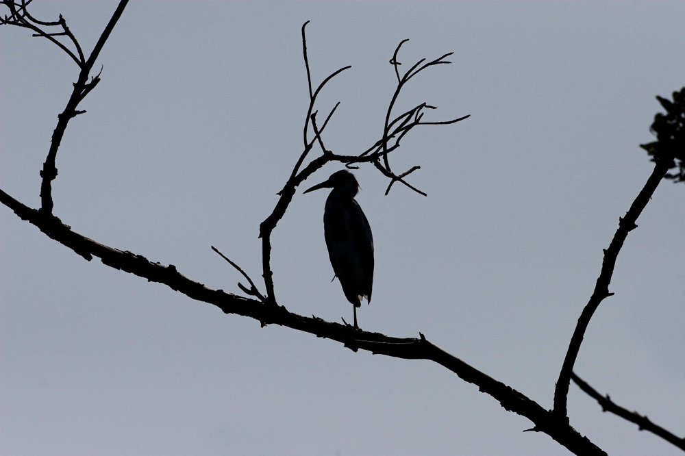 Little Blue Heron, silhouette