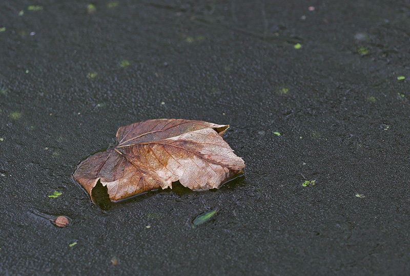Leaf on a frozen pond (2)