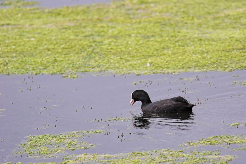 Common Coot