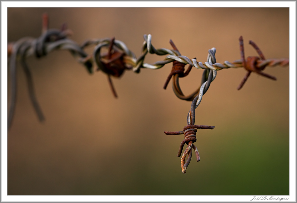 Old barbed wire