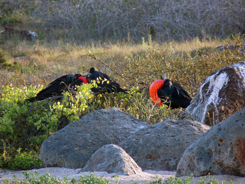 Males are displaying to attract a female