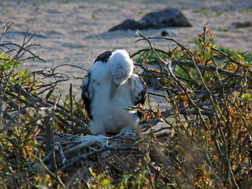 Juvenile Magnificent Frigatebird