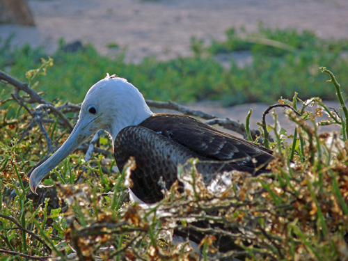 Juvenile Magnificent Frigatebird - stay with parents for a year