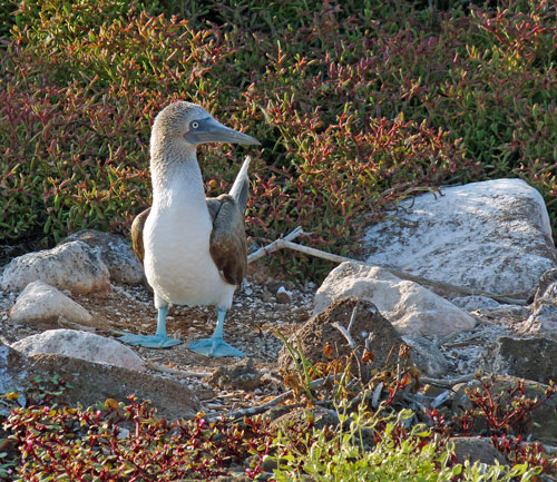 Nesting area shared with Blue-footed Boobies