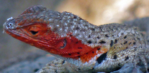 Lava Lizard - female