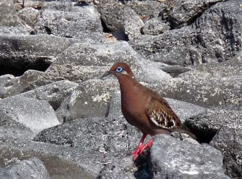 Galapagos Dove