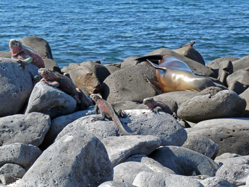 Marine Iguanas & Sea Lions