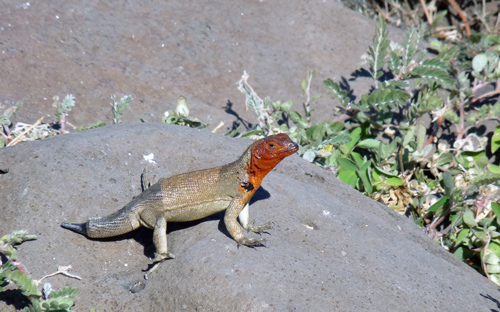 Lava Lizard .. tail is regenerating