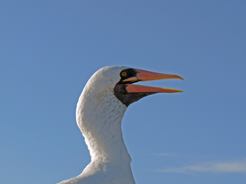 Spread the word! Another Nazca Boobie has been born on Hood Island.