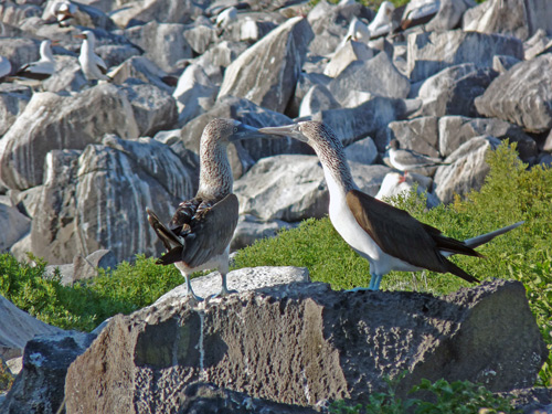 Blue-footed Boobies are here too!