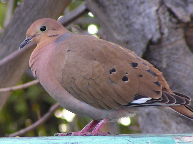 A mourning dove