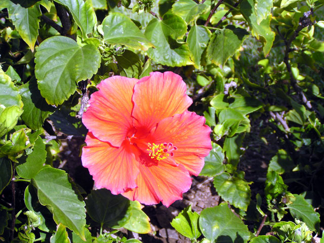 The hibiscus in bloom