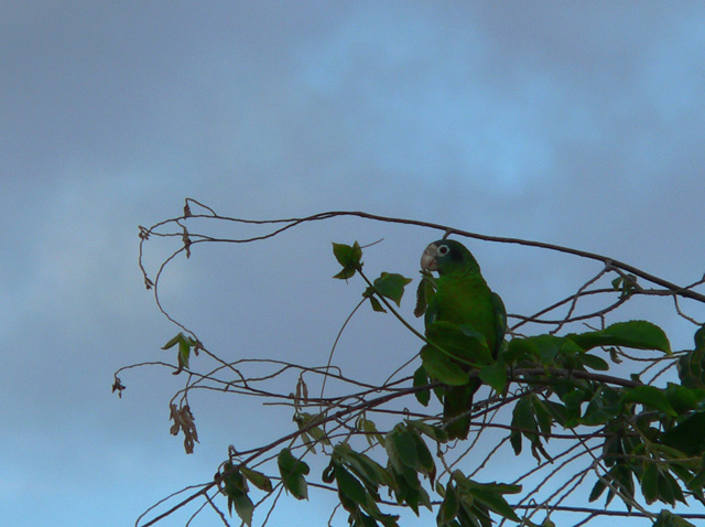 Hispanolian Parrot camoflagued