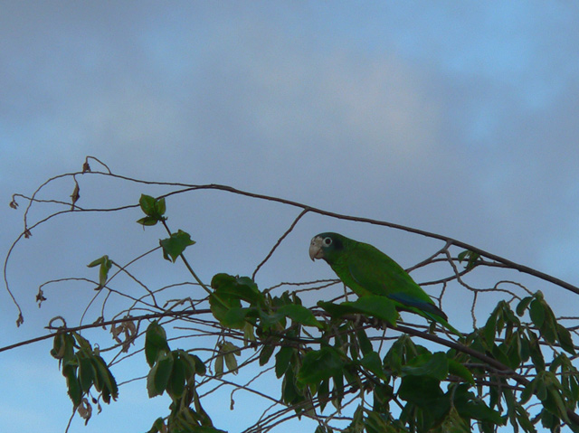 Hispanolian Parrot - threatened species due to loss of habitat