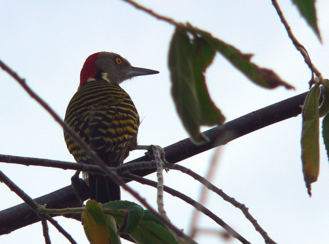 Hispanolian Woodpecker